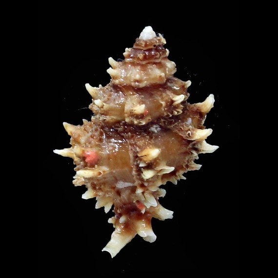caledonicus 24,5mm RARE
