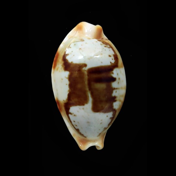 stolida 25,3mm