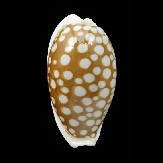 cribraria 37,6mm