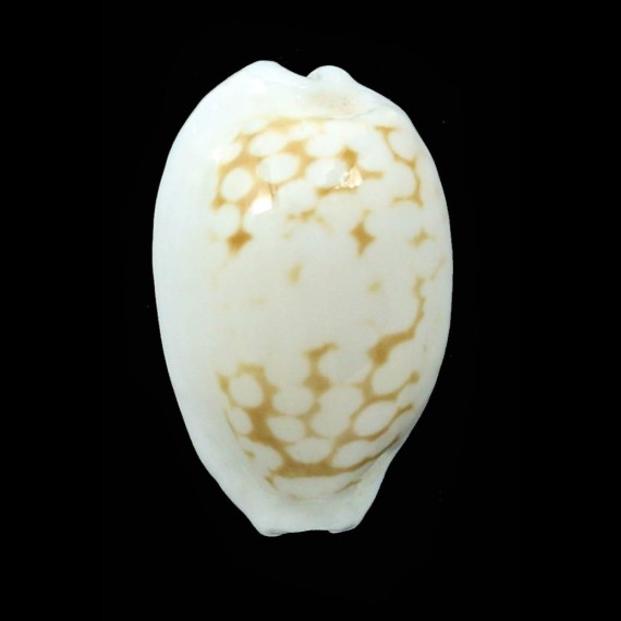 cribraria melwardi 24,5mm