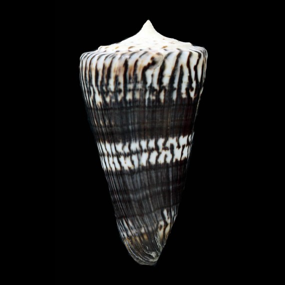 generalis 80,0mm