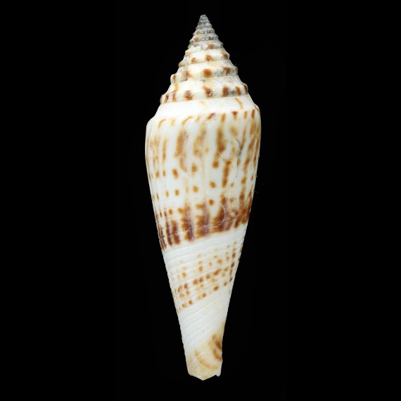 ichinoseana 94,1mm GIANT