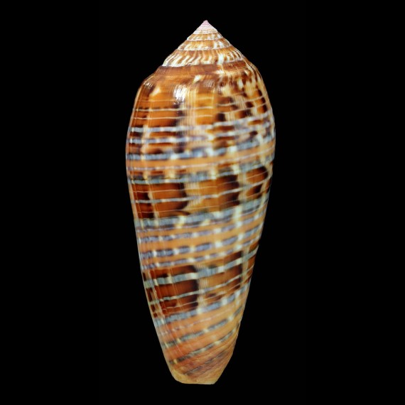 dusaveli 77,8mm SUPERB