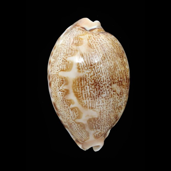 mappa 47,1mm DWARF