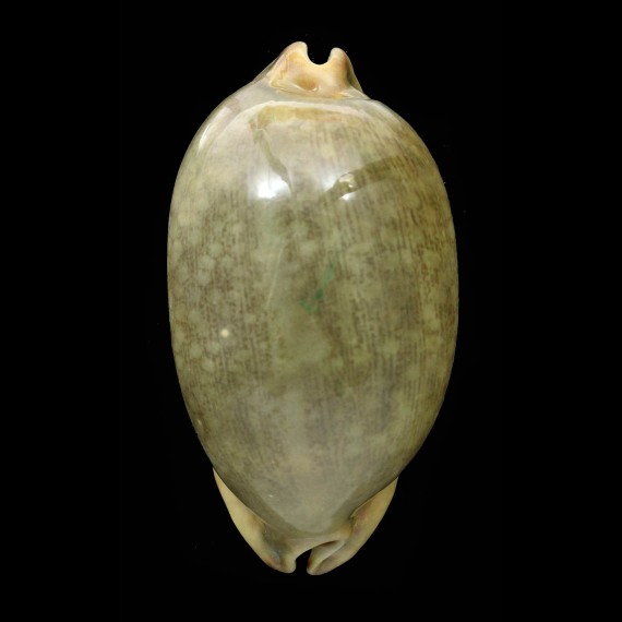 eglantina 76,1mm ROSTRATE