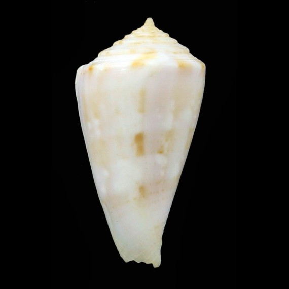 alisii 27,3mm BIG