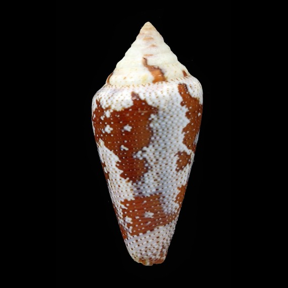 curassaviensis 41,5mm SPLENDID