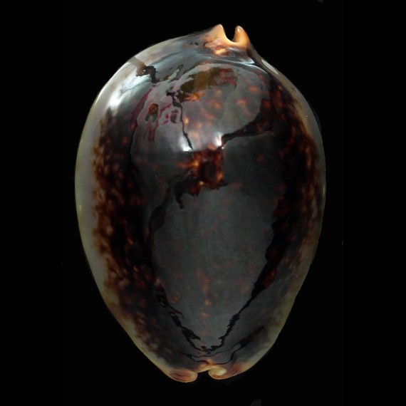 mauritiana 90,1mm ROSTRATE