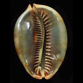 mauritiana 90,1mm ROSTRATE