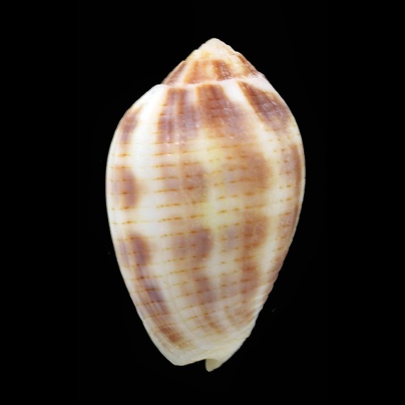 dactylus 37,0mm