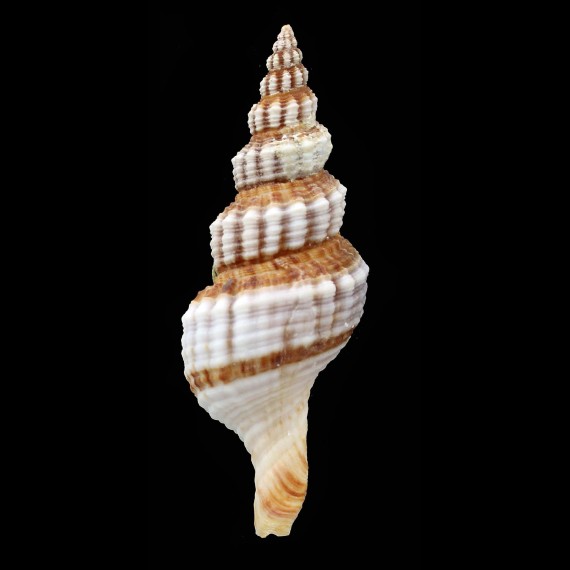syracusanus 54,4mm BIG