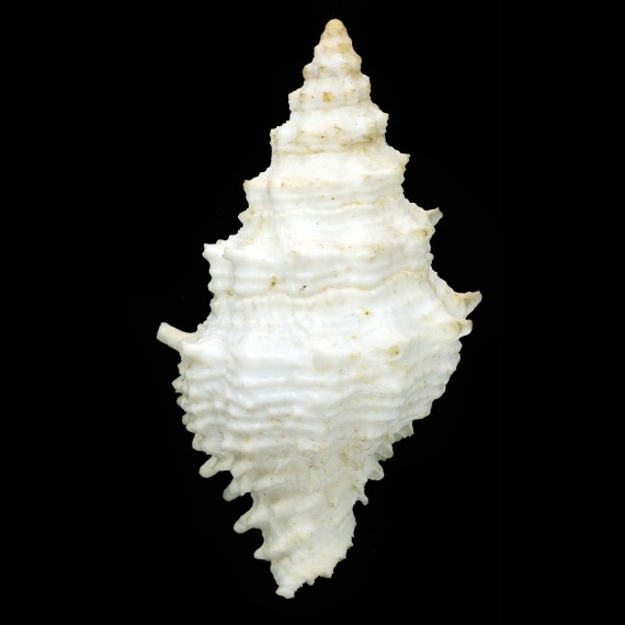 flinderi 116,0mm ALBINO