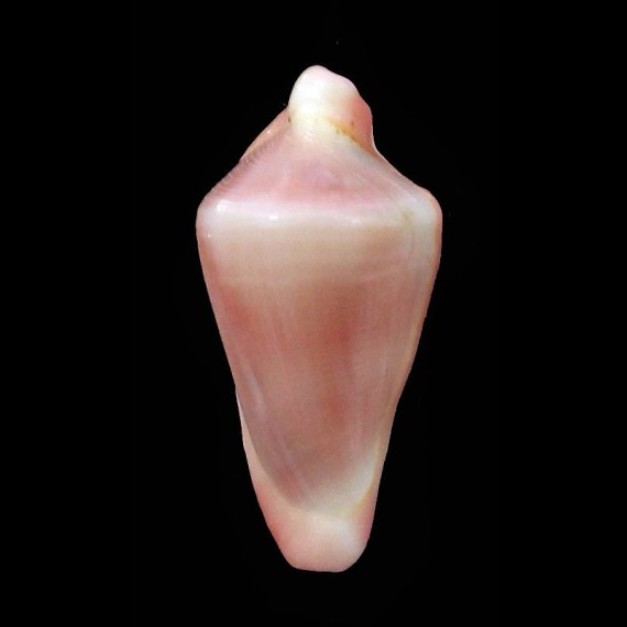 horai 19,2mm BIG