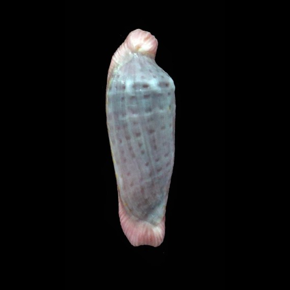 piriei 23,2mm
