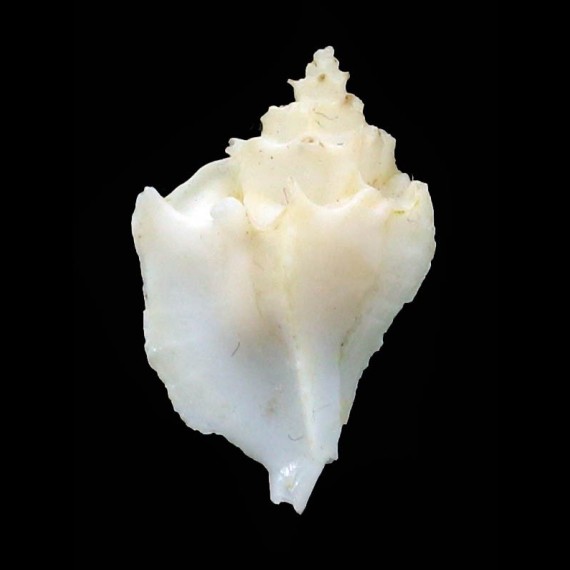 sowerbii 19,5mm RARE