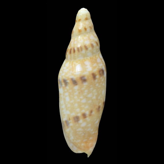 gardneri 86,0mm BIG