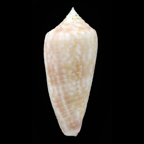 oishii 41,7mm BIG