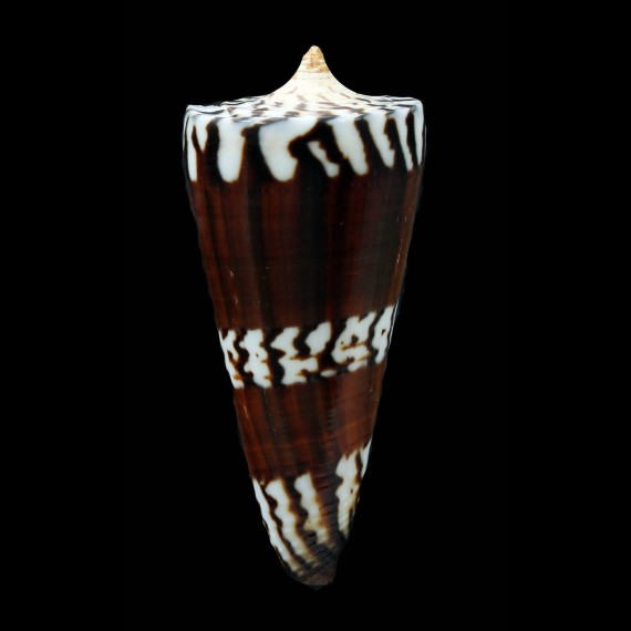 generalis 62,5mm
