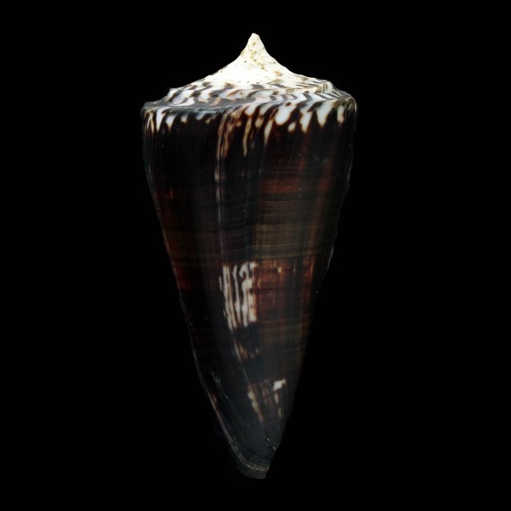 generalis 75,0mm DARK