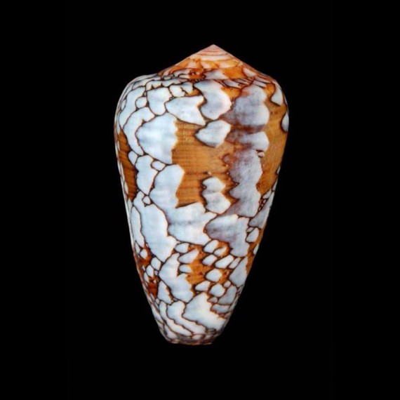 pennaceus behelokensis
