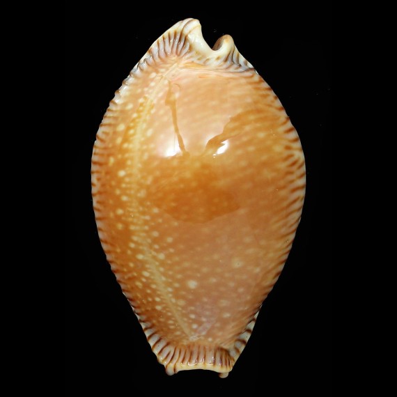guttata surinensis 61,3mm