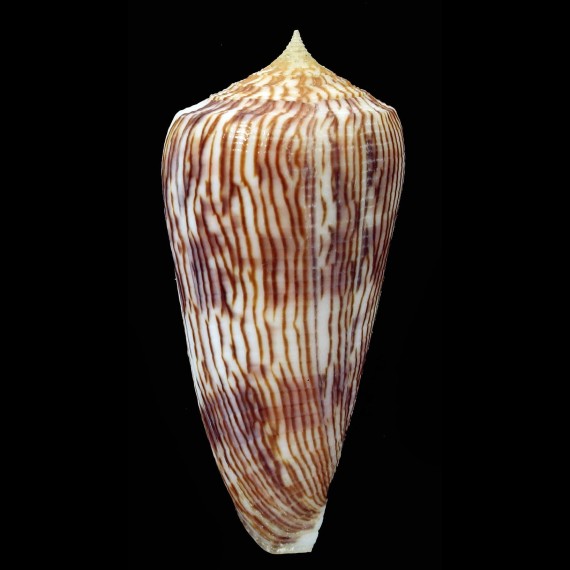 kuroharai 61,5mm