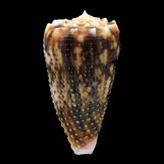 moluccensis 47,0mm