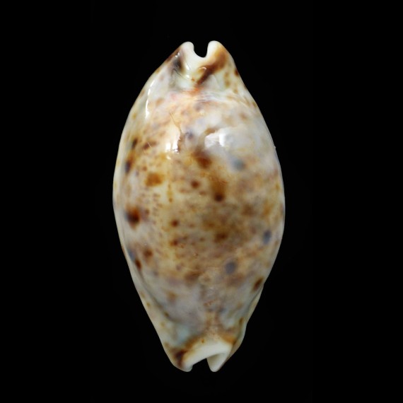 lynx 47,1mm ROSTRATE