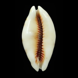 lynx 47,1mm ROSTRATE