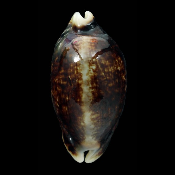 eglantina 61,0mm NIGER