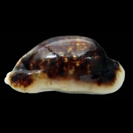 eglantina 61,0mm NIGER