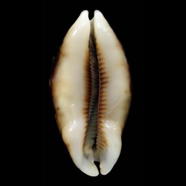 eglantina 61,0mm NIGER