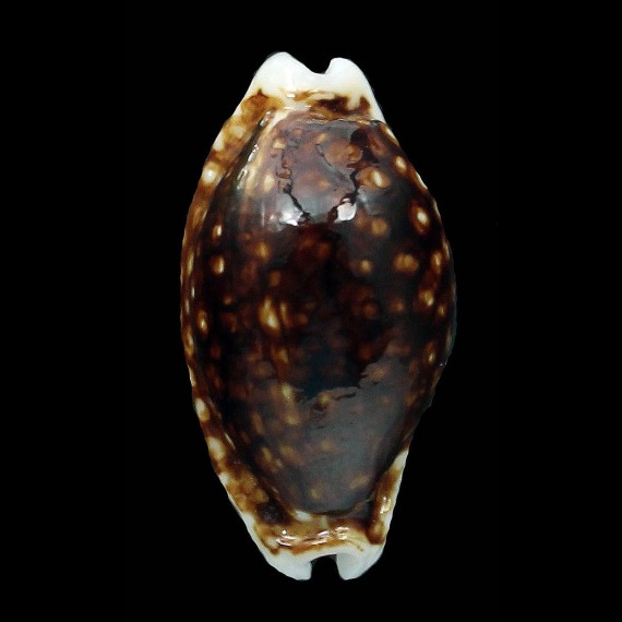 cribraria 27,5mm NIGER SUPERB