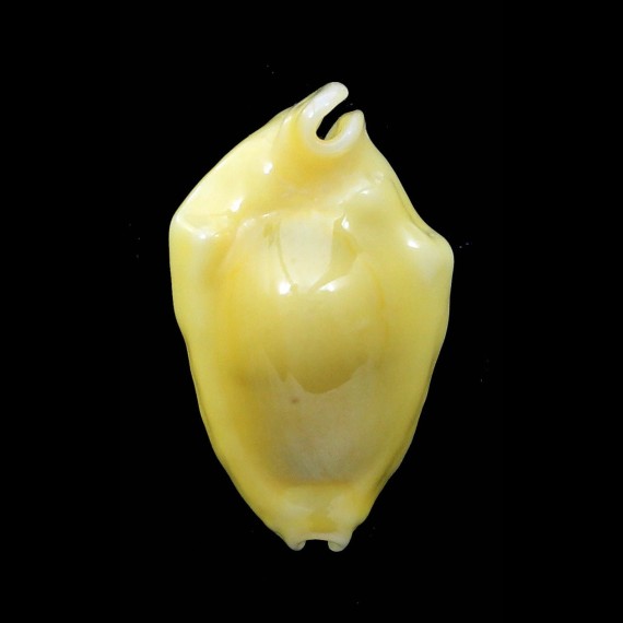 moneta 28,6mm ROSTRATE