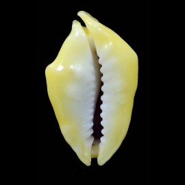 moneta 28,6mm ROSTRATE