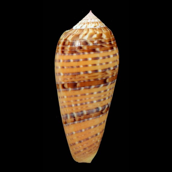 dusaveli 82,6mm