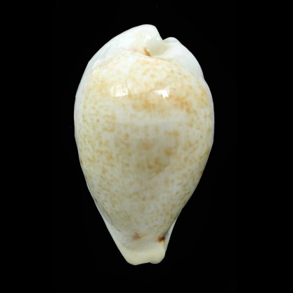 hungerfordi coucomi 43,3mm BIG