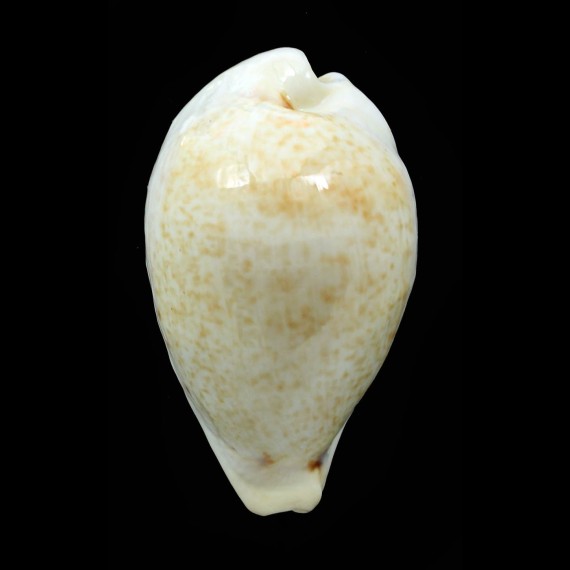 hungerfordi coucomi 43,3mm BIG