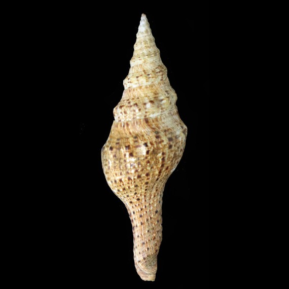 brianoi 162,5mm BIG