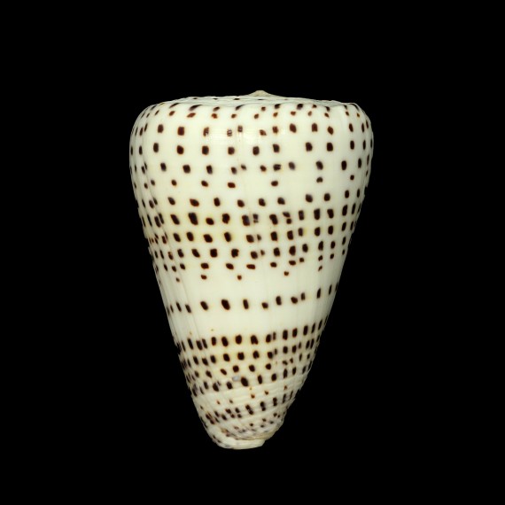 eburneus