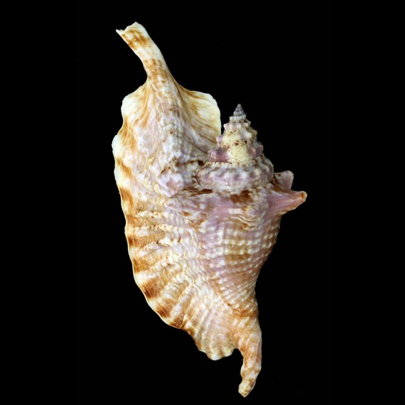 gallus 146,3mm