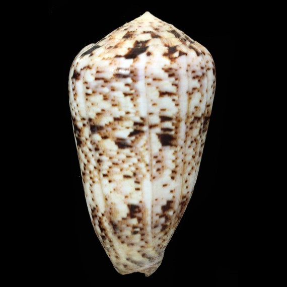 zeylanicus 76,0mm