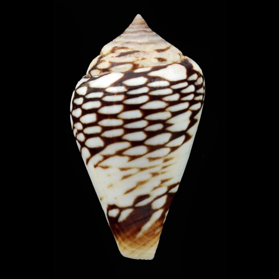 mercator 39,1mm