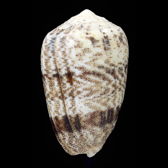 arenatus bizona 62,2mm