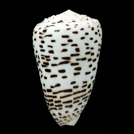 pulicarius fustigatus 65,2mm