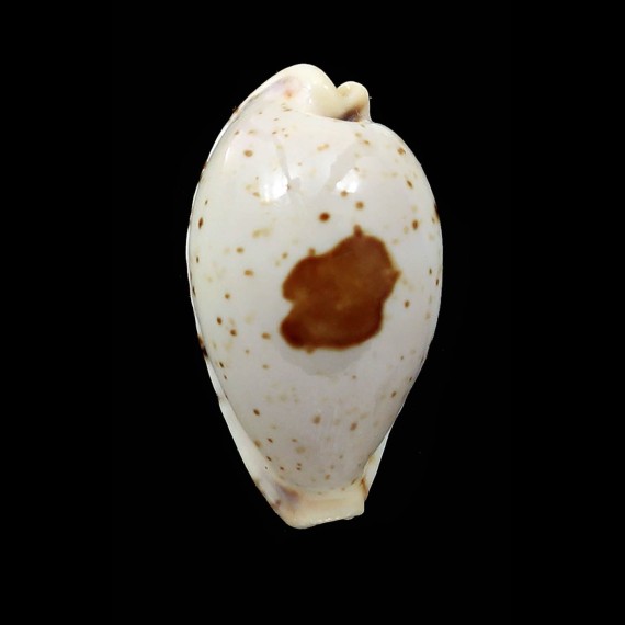 saulae 25,1mm