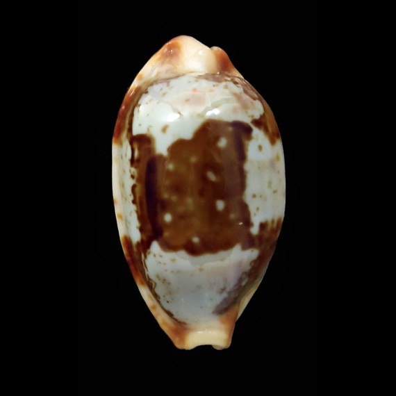 stolida crossei 26,6mm