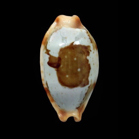 stolida crossei 26,2mm SOLOMON