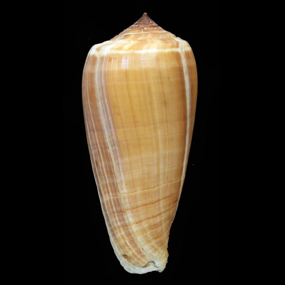 radiatus 91,0mm GIANT