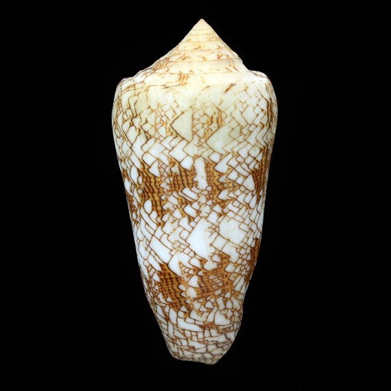 textile neovicarius 91,7mm BIG